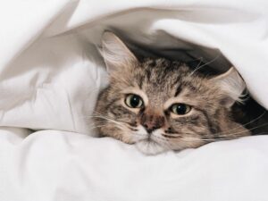Котёнок под одеялом