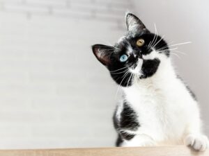 Пушистая кошка с разным цветом глаз