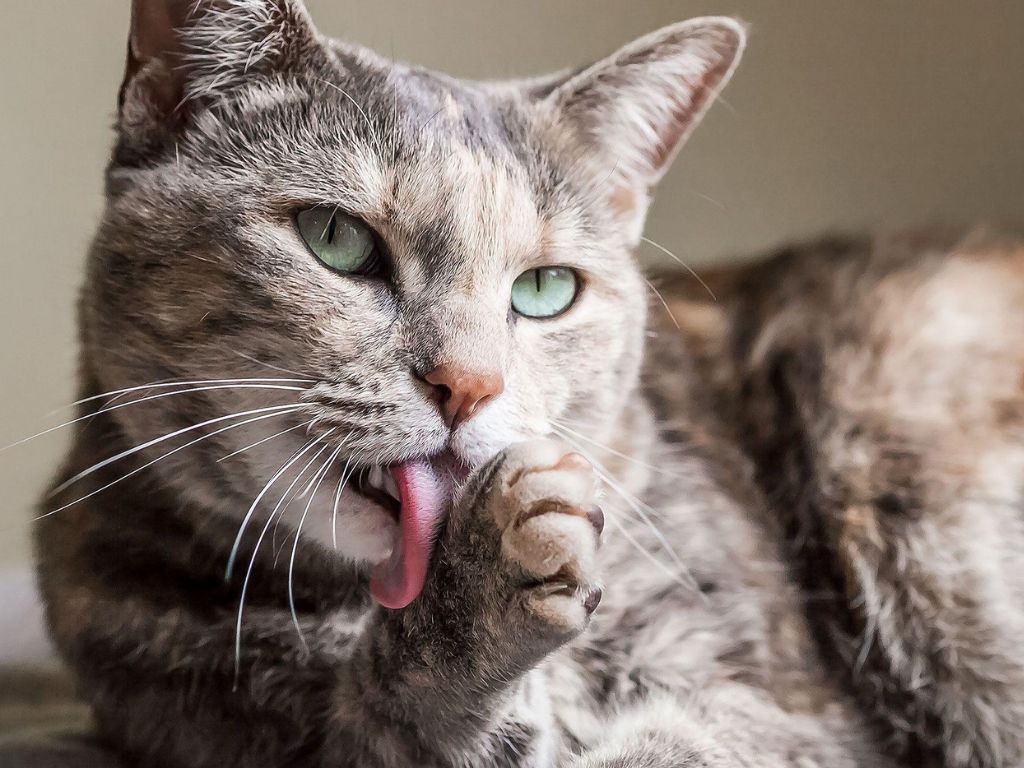 seraya-koshka-lizhet-lapu Почему кошки так часто вылизываются?