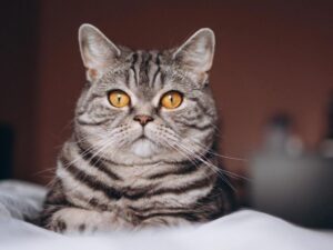 Серая кошка с оранжевыми глазами