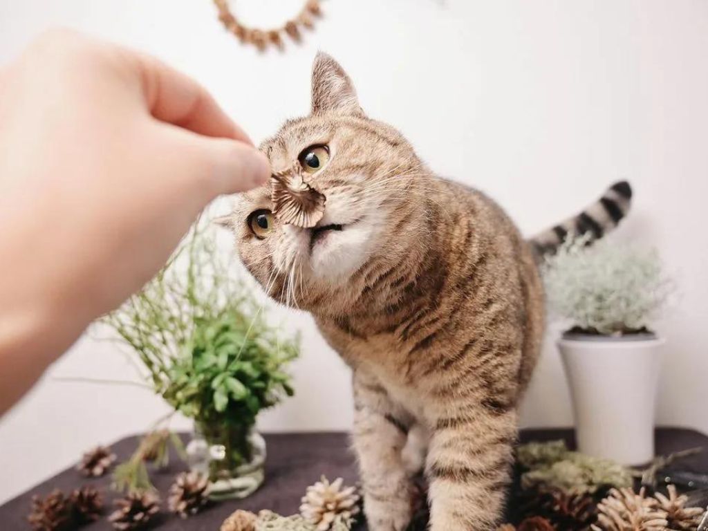 koshka-nyuhaet-suhocvet Воспитание кошек