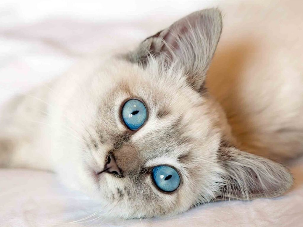 Котёнок с голубыми глазами