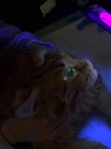 Осмотр глаза кота под ультрафиолетом