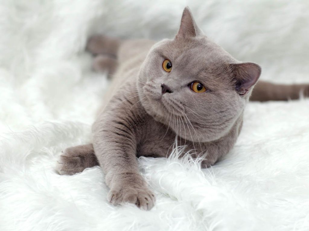 Серый кот на белом одеяле