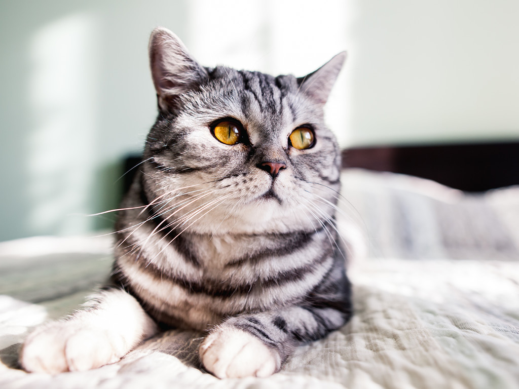 Серый полосатый смотрящий кот
