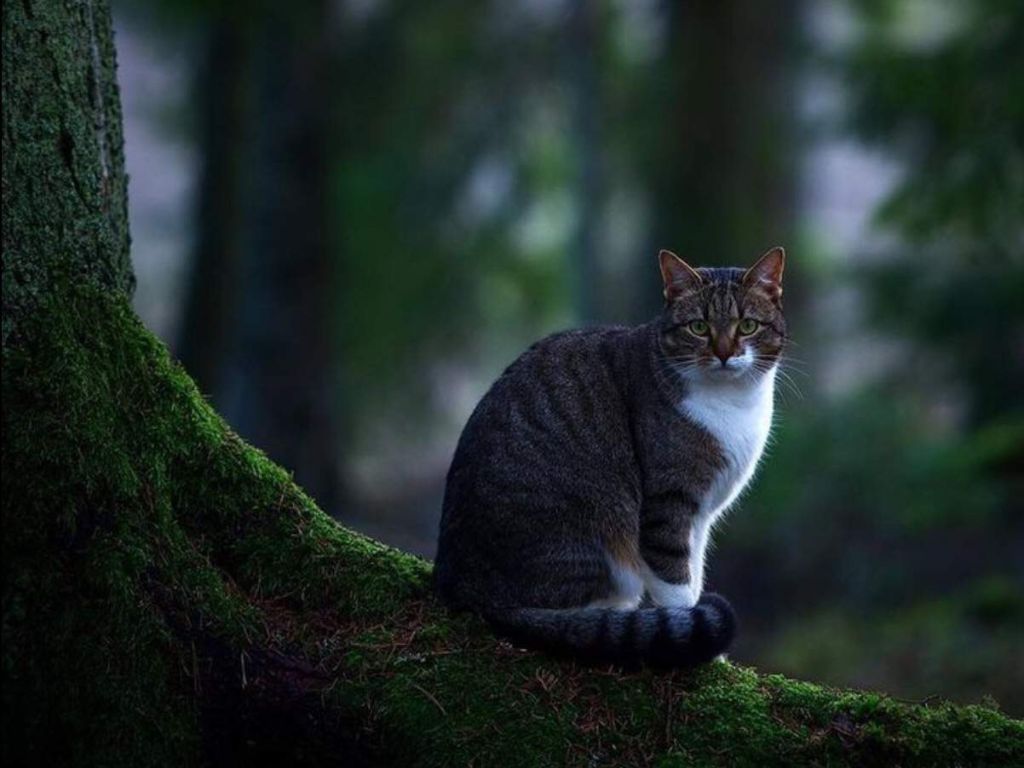 Кошка на корне дерева