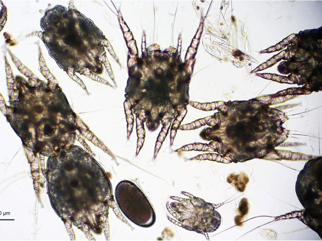 parazity-pod-mikroskopom Ушной клещ (отодектоз)