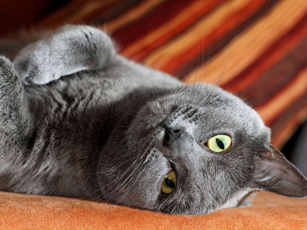 Серый кот на спине