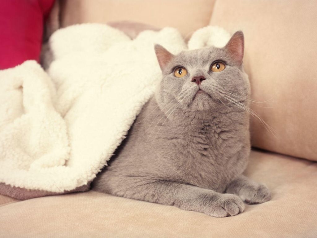 Серый кот под одеялом