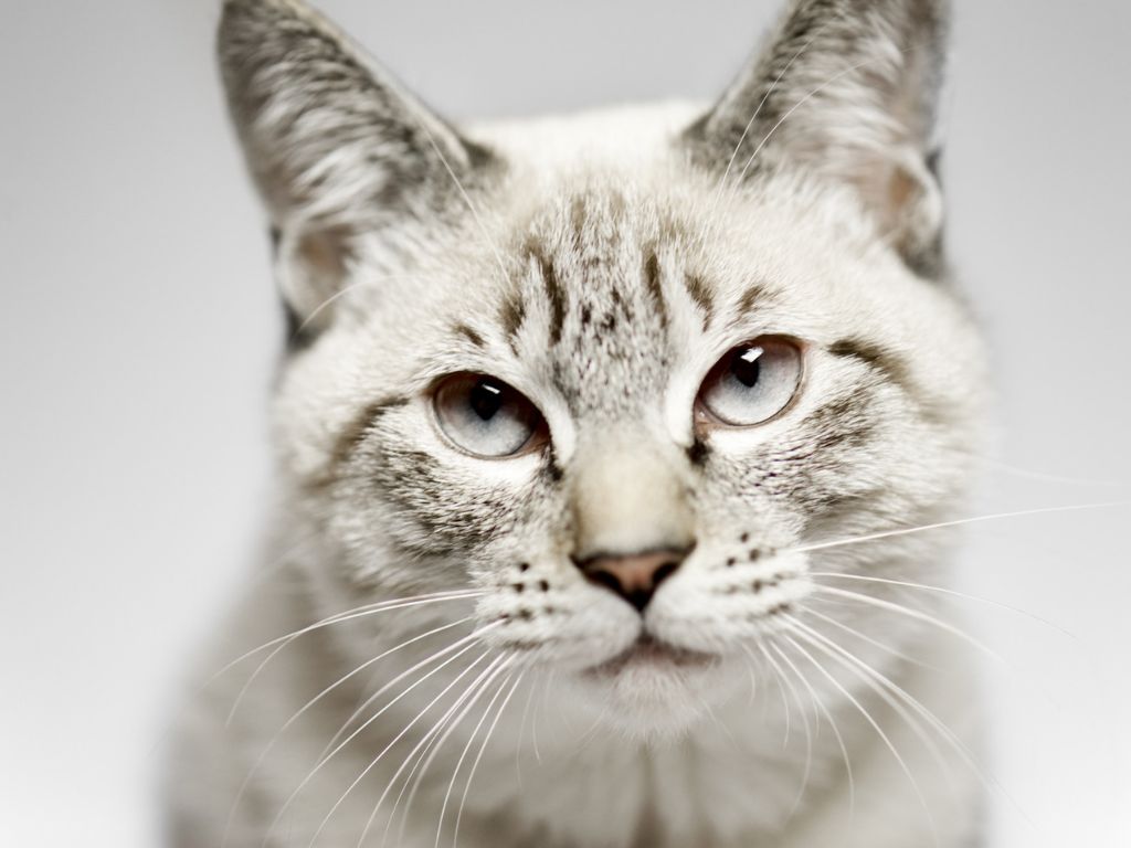 Светло-серый кот