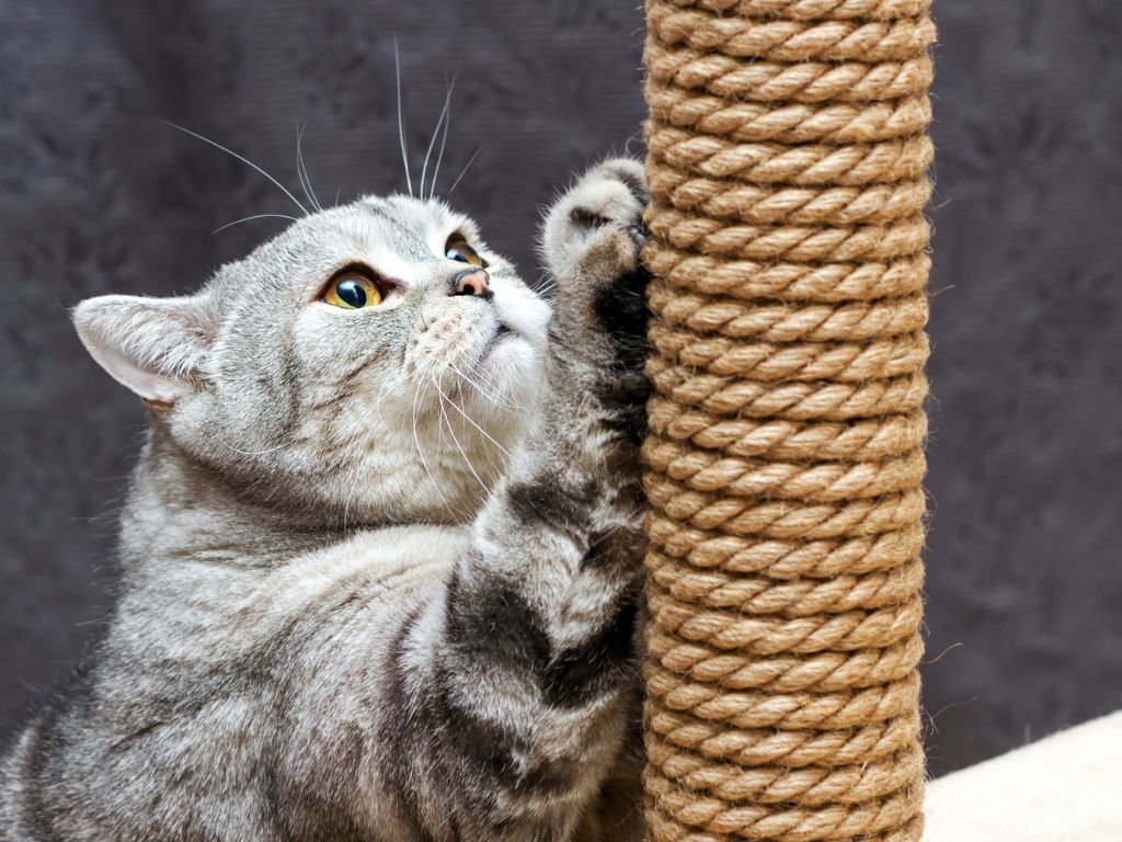 kot-carapaet-kogtetochku Как помочь кошке сбросить вес?