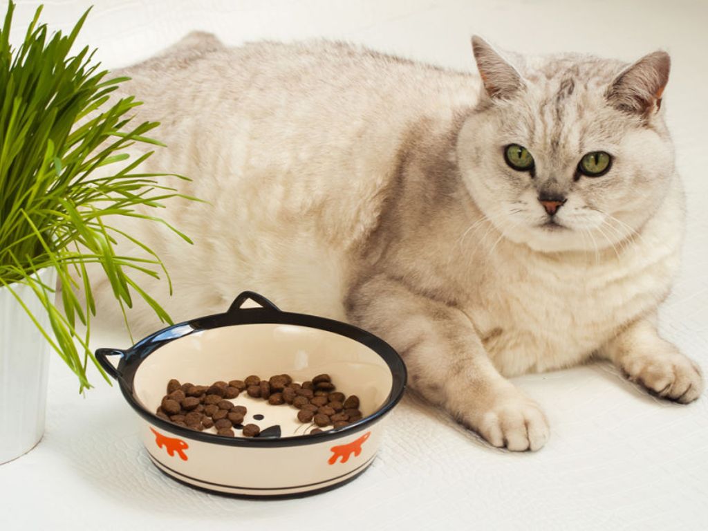 kot-lezhit-ryadom-s-miskoy-korma Как помочь кошке сбросить вес?