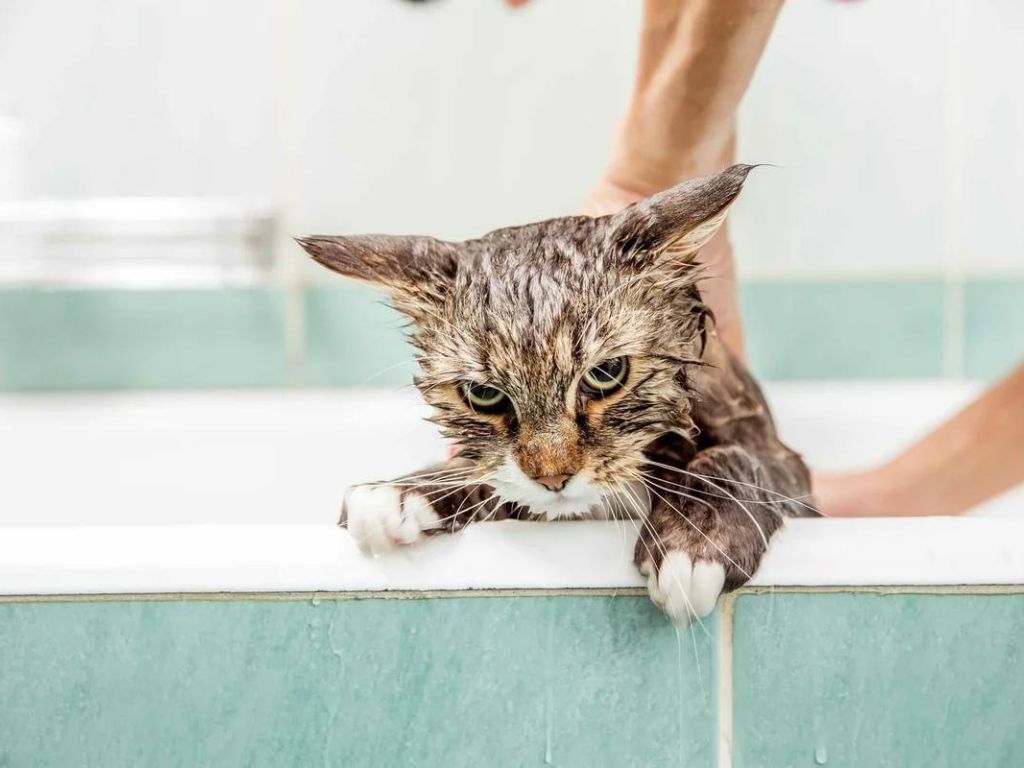 Кот после купания
