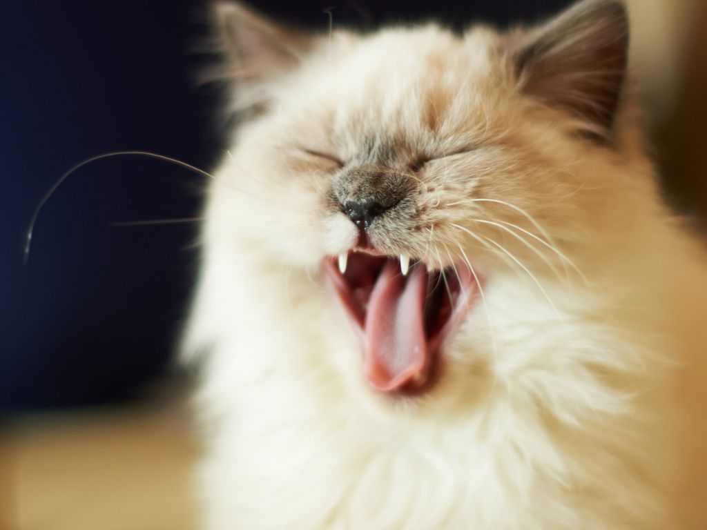 kot-s-otkrytym-rtom Неприятный запах изо рта у кошки