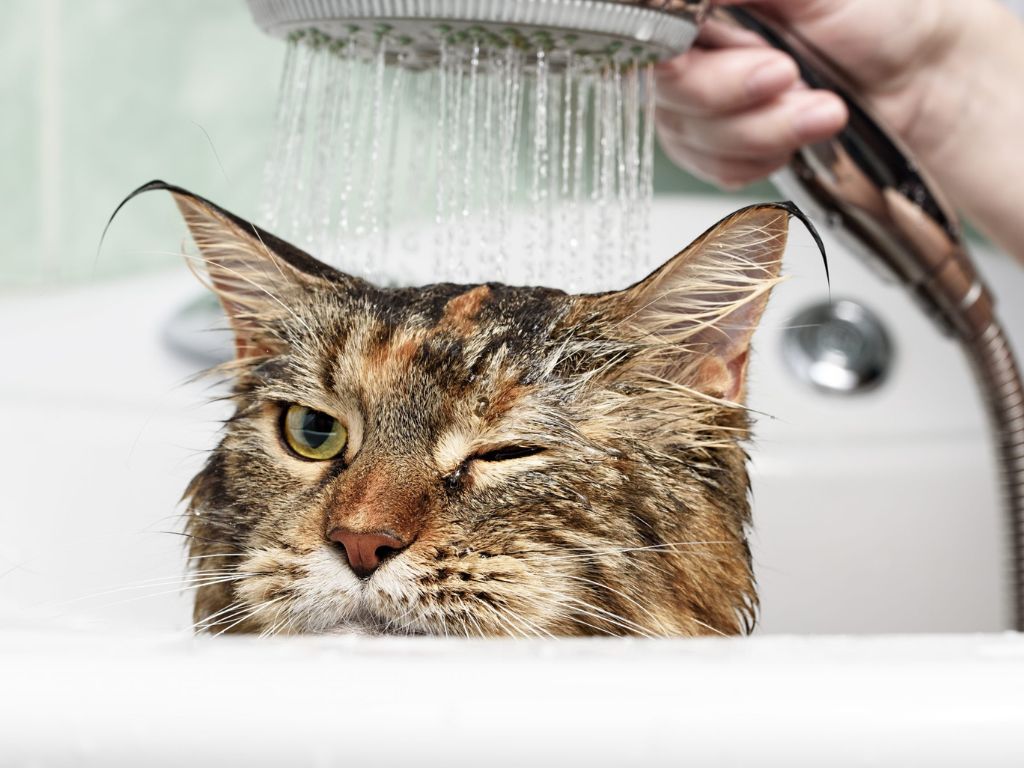 kota-moyut-pod-dushem Почему кошки боятся воды?