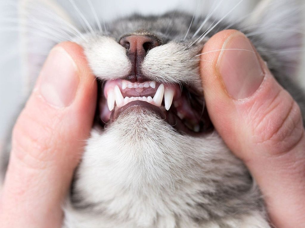 Коту осматривают зубы