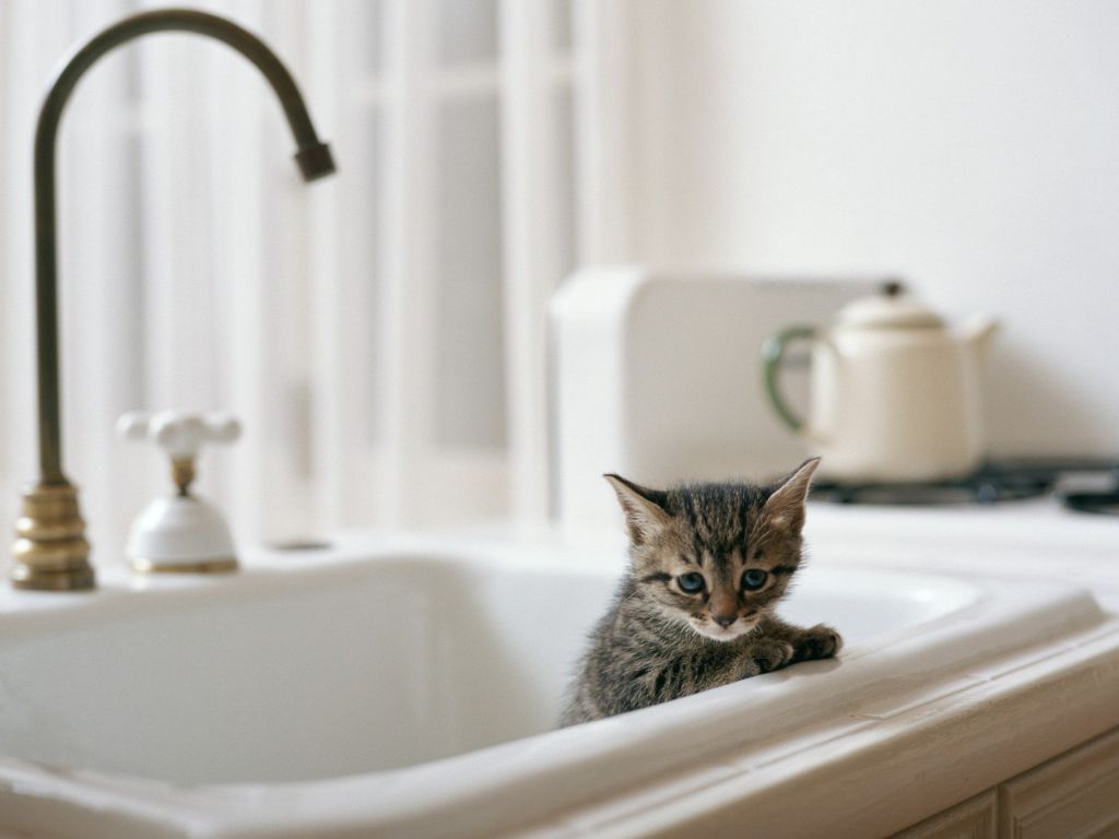 kotyonok-v-umyvalnike Почему кошки боятся воды?