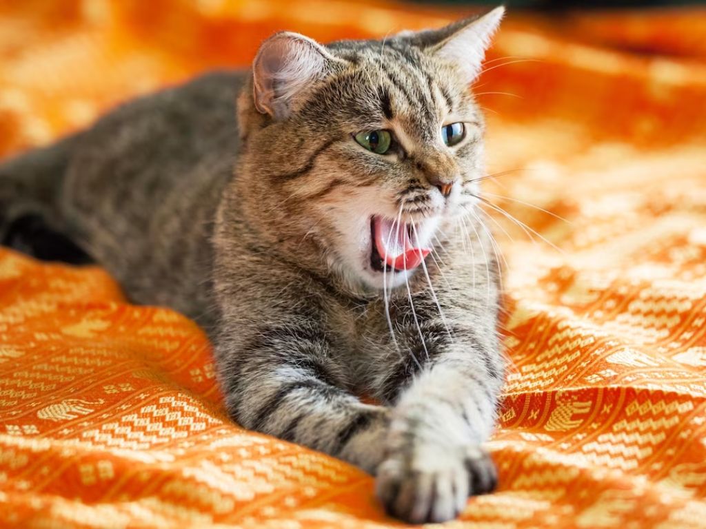 polosatyy-kot-zevaet Неприятный запах изо рта у кошки