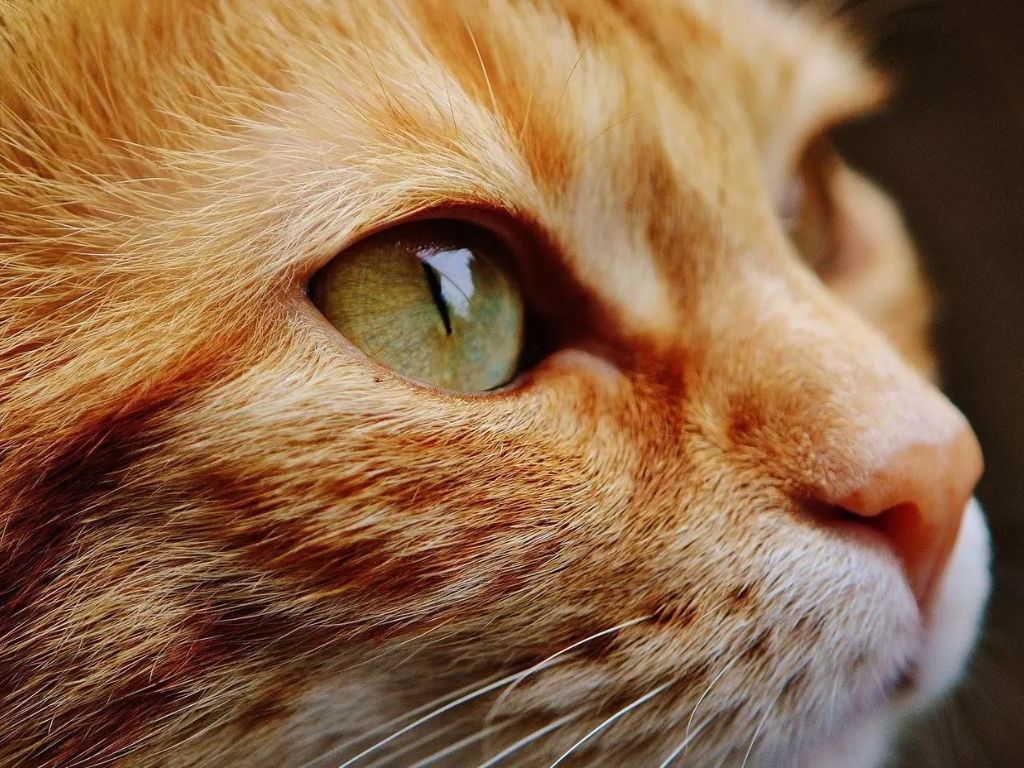 Инфаркт у кошек: симптомы, причины и лечение