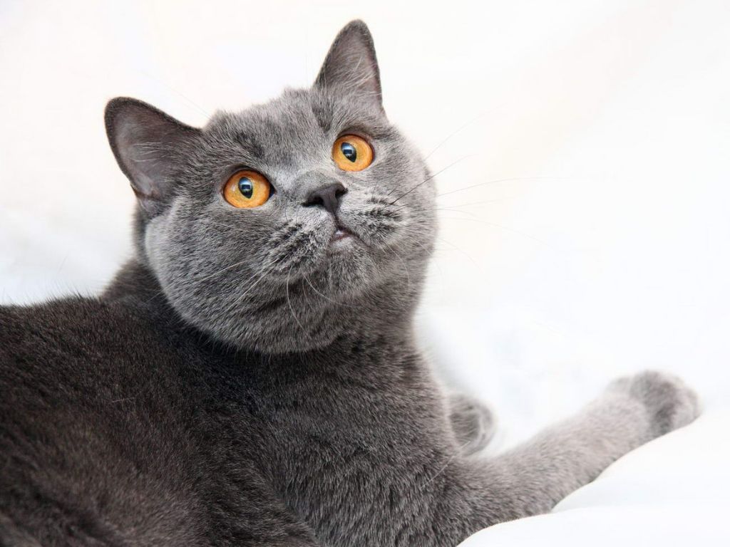 Кошка на даче: как уберечь любимца от опасностей