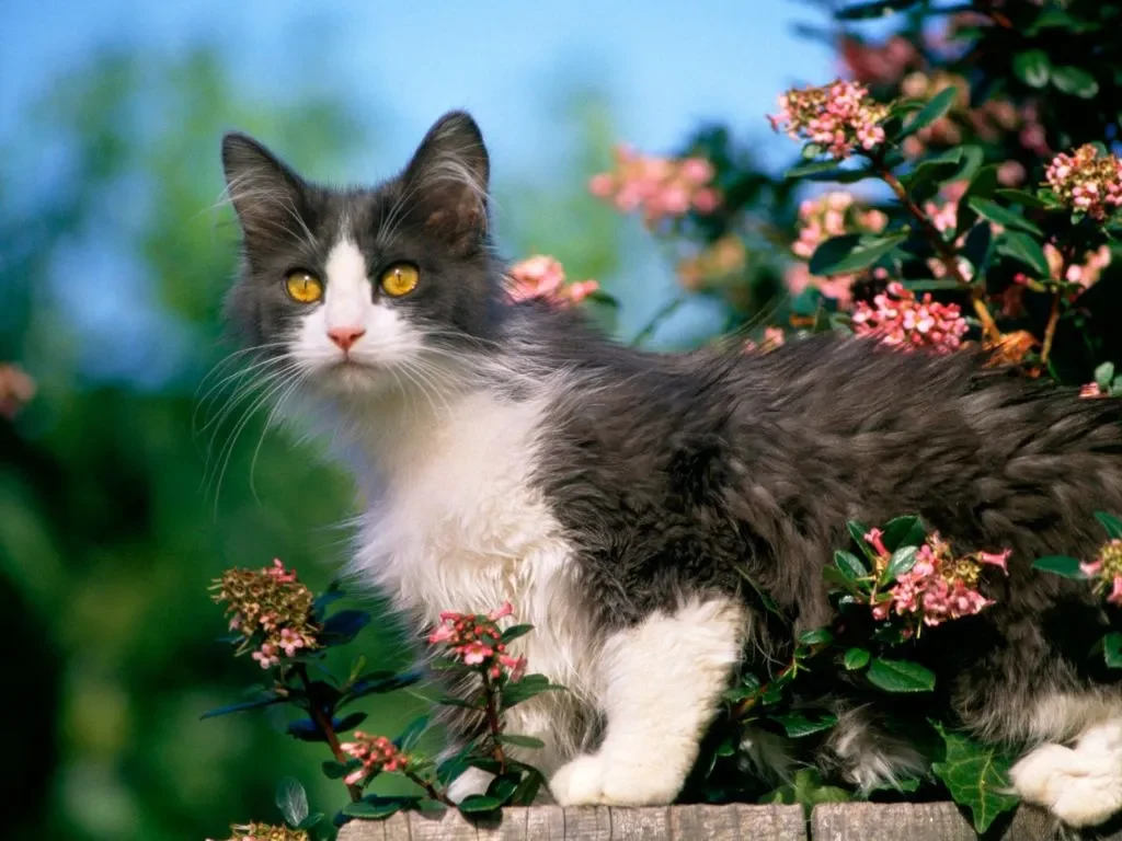 kotenok-sredi-cvetov Кошка на даче: как уберечь любимца от опасностей