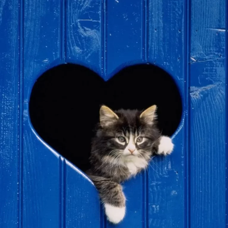 порок сердца у кошек