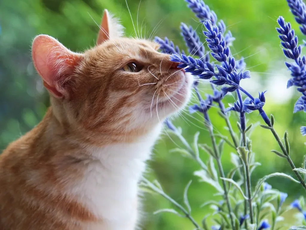 ryzhiy-kot-nyuhaet-cvety Кошка на даче: как уберечь любимца от опасностей