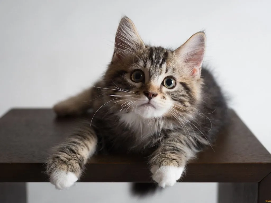 polosatyy-kotenok-lezhit-na-polke Инфаркт у кошек: симптомы, причины и лечение