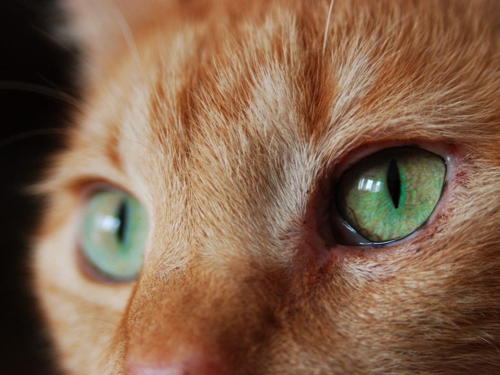 glaza-ryzhego-kota-krupnym-planom У кошки красные глаза: что делать?