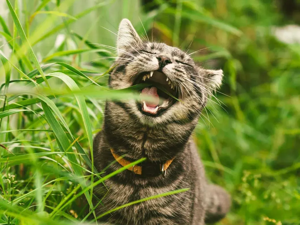polosatyy-kot-est-travu Почему кошка ест траву?