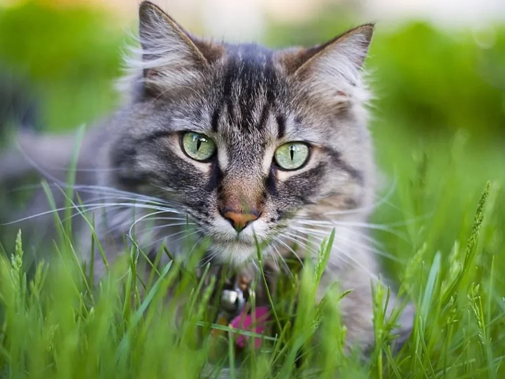 polosatyy-kot-s-zelenymi-glazami-v-trave Почему кошка ест траву?