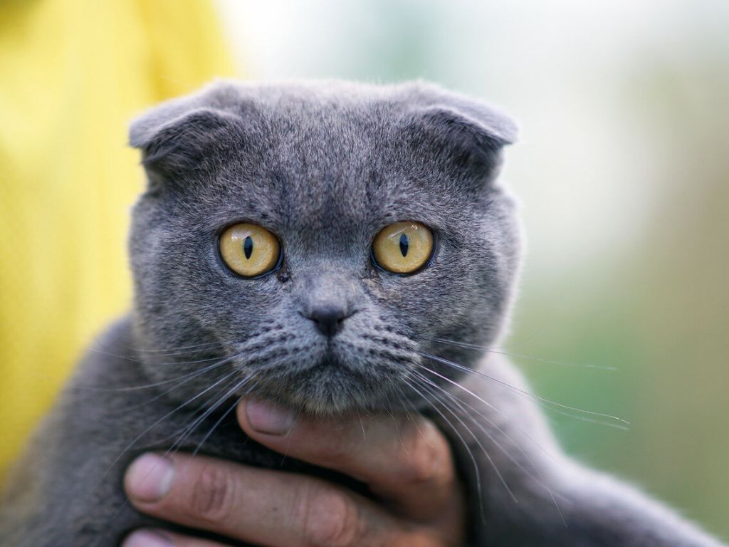 seryy-kot-na-rukah У кошки красные глаза: что делать?