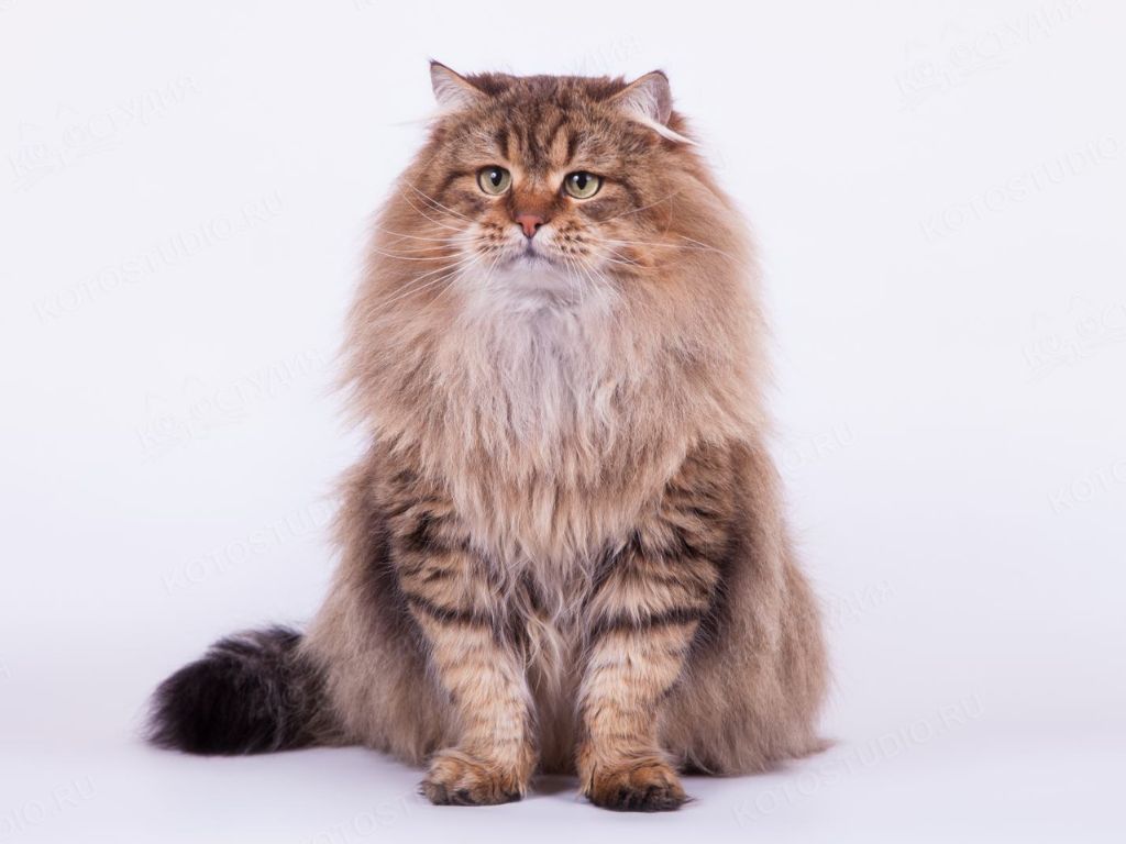 koshka-porody-sibirskaya-sidit-na-belom-fone Самые большие породы кошек