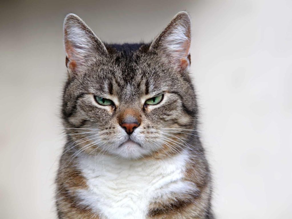 kot-sidit-s-prishchurennymi-glazami Стресс у кошек: симптомы и помощь