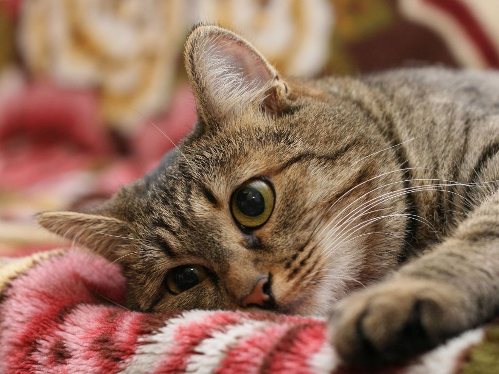 polosatyy-kot-lezhit-na-rozovom-odeyale Стресс у кошек: симптомы и помощь