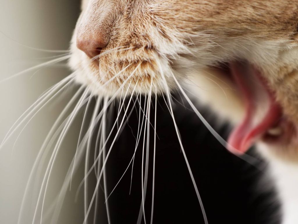 otkrytyy-rot-kota Как чистить зубы кошке?