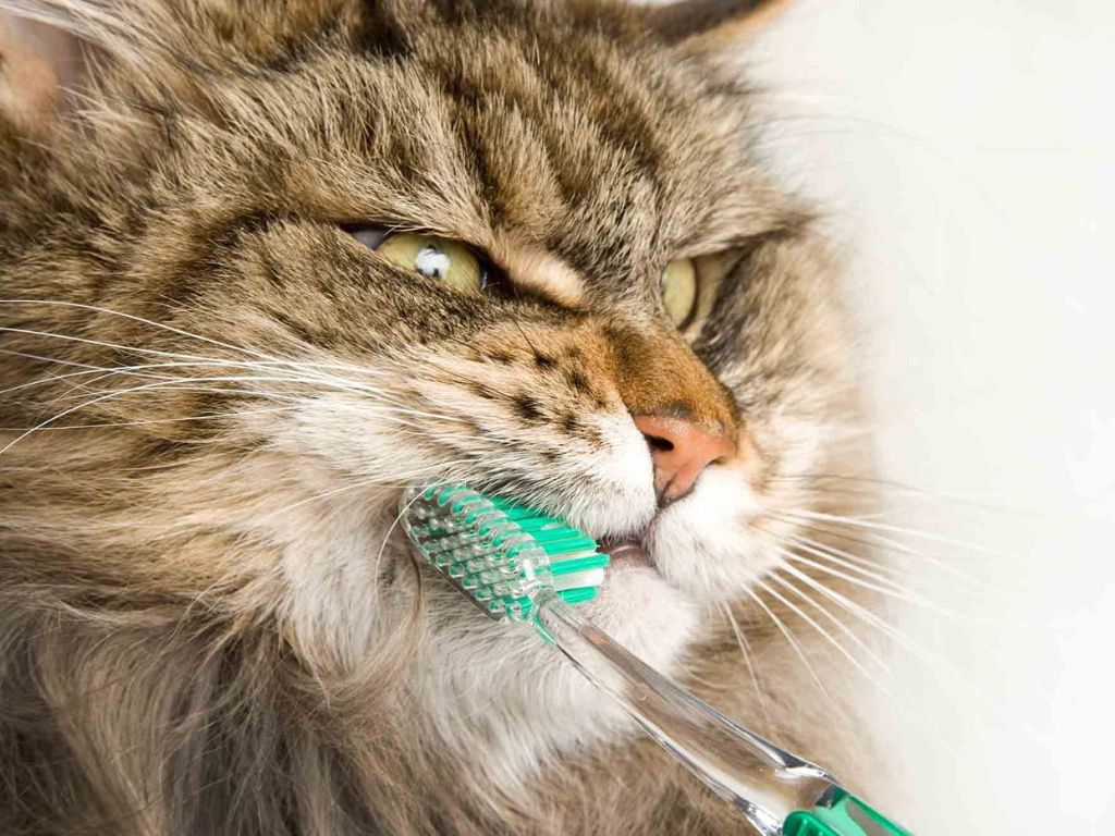 polosatomu-kotu-chistyat-zuby-shchetkoy Как чистить зубы кошке?