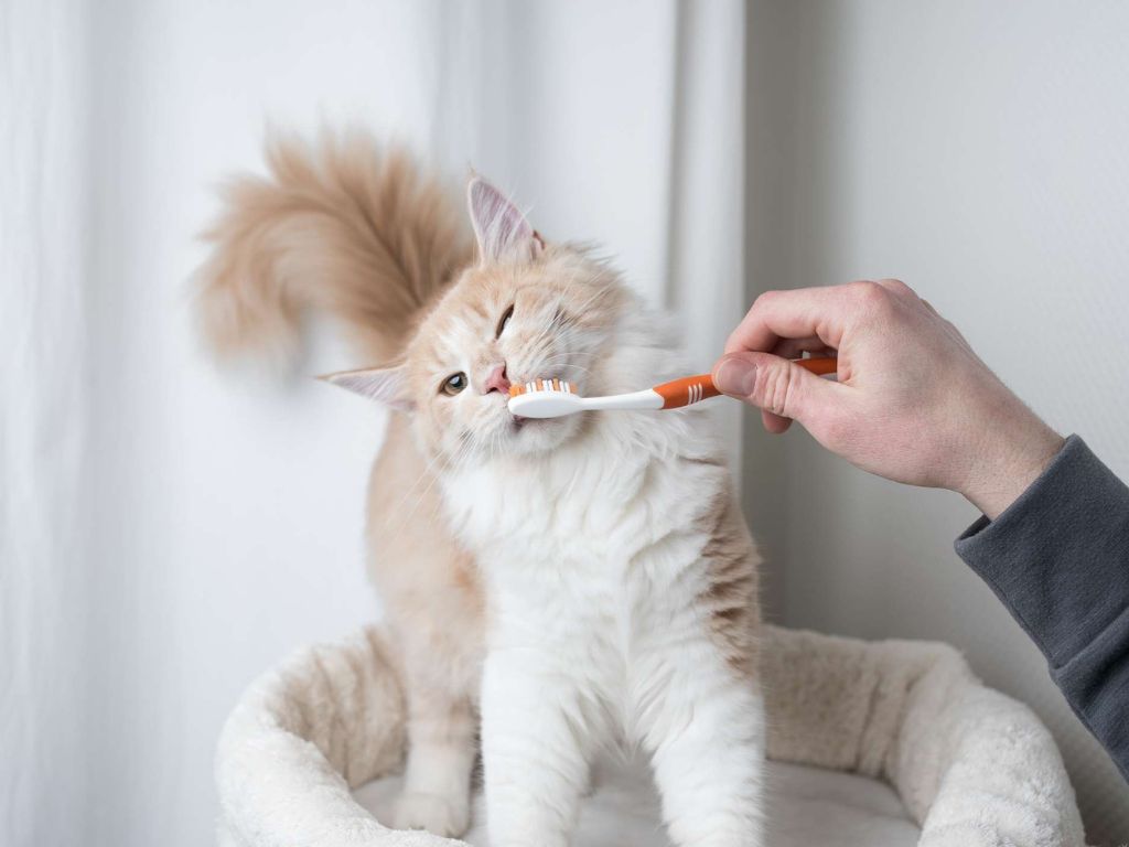 pushistyy-kot-nyuhaet-zubnuyu-shchetku Как чистить зубы кошке?